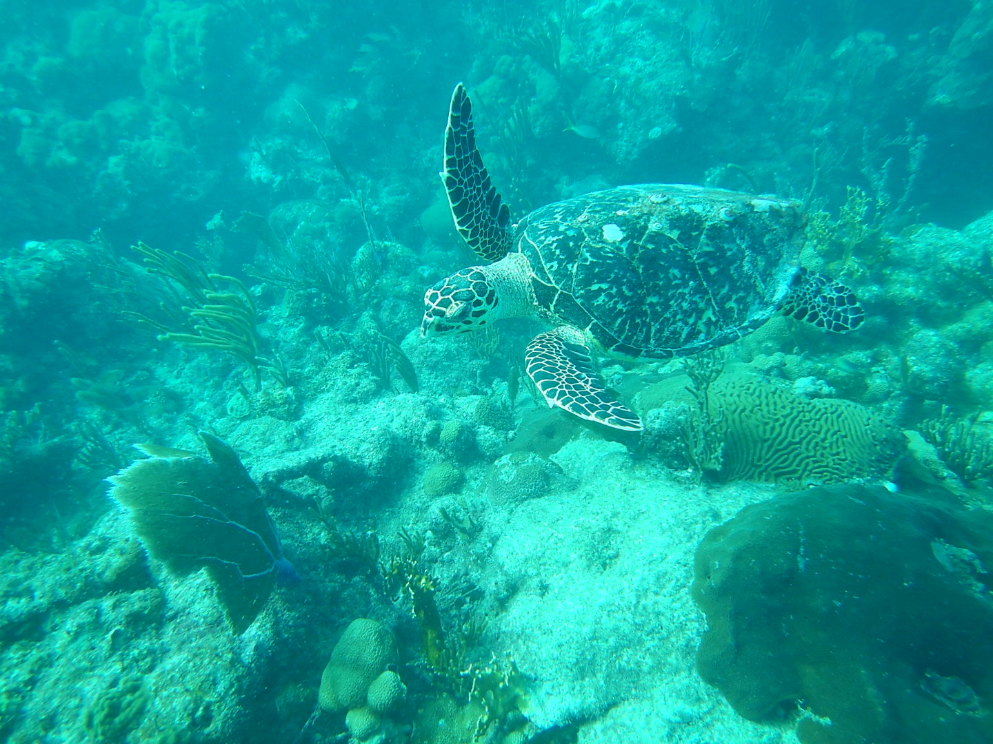 Dive Photo 4